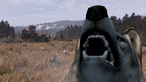 Making Wolves Run